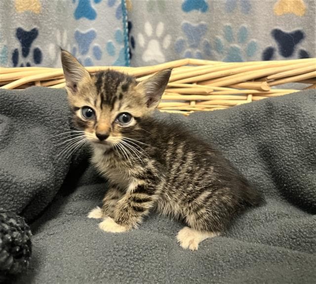 Logan - Domestic Short Hair