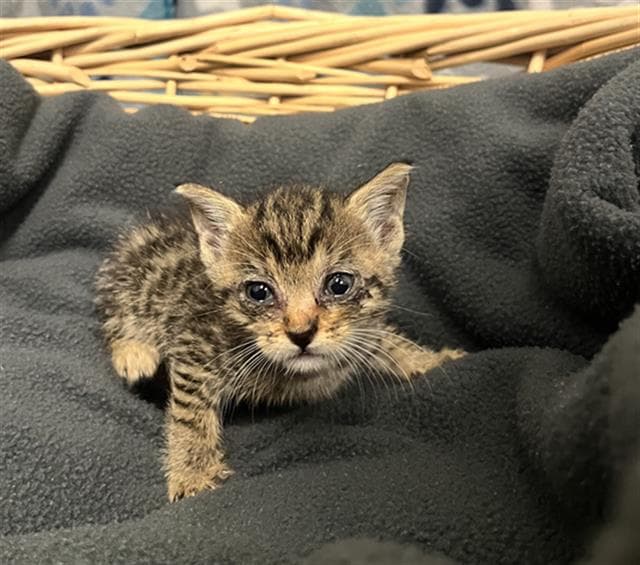 Kendall - Domestic Short Hair