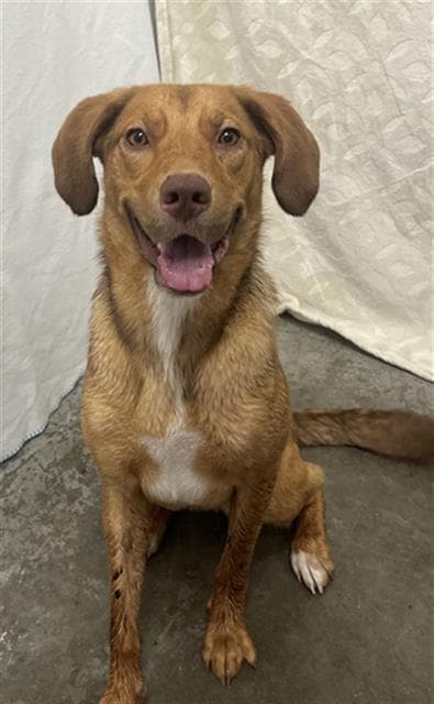 Unknown - Labrador Retriever