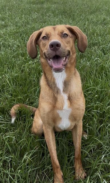 Unknown - Labrador Retriever