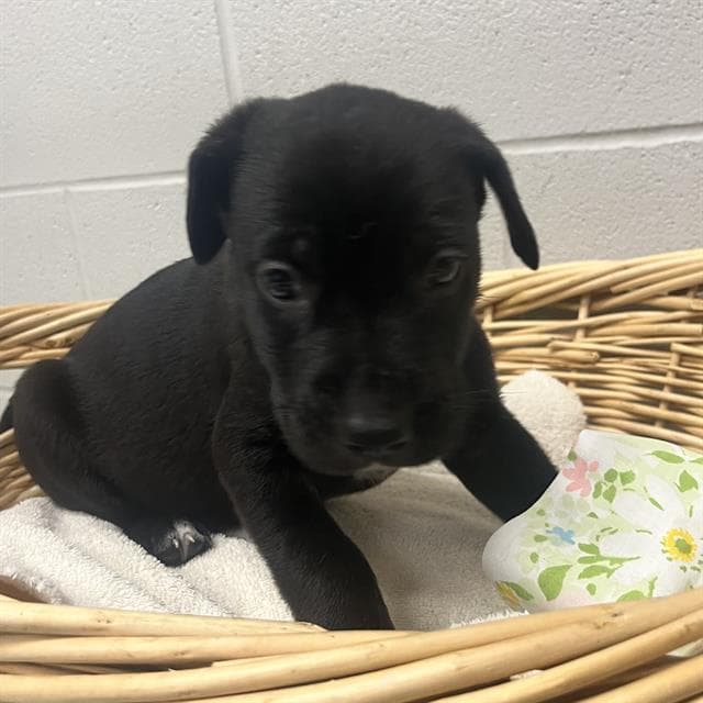 Zander - Australian Kelpie