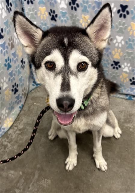 Harper - Husky