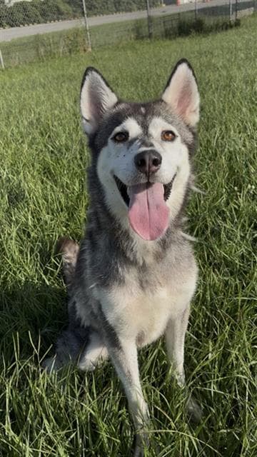 Harper - Husky