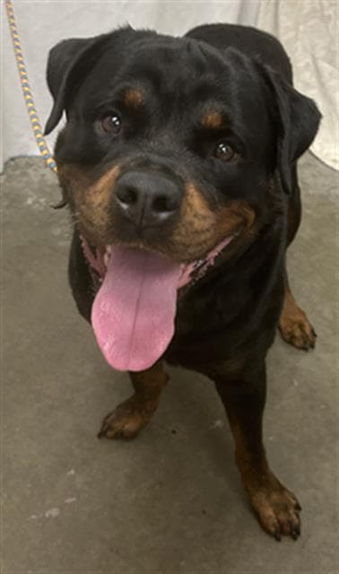 Sheriff - Rottweiler