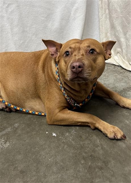 Unknown - Pit Bull Terrier