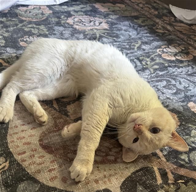 Newman - Domestic Short Hair