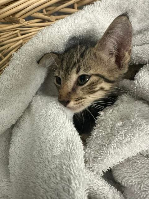 Glenda - Domestic Short Hair