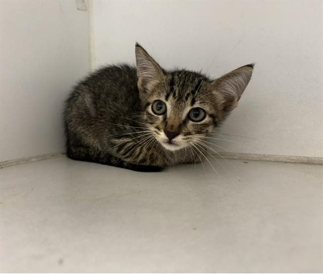 Glenda - Domestic Short Hair
