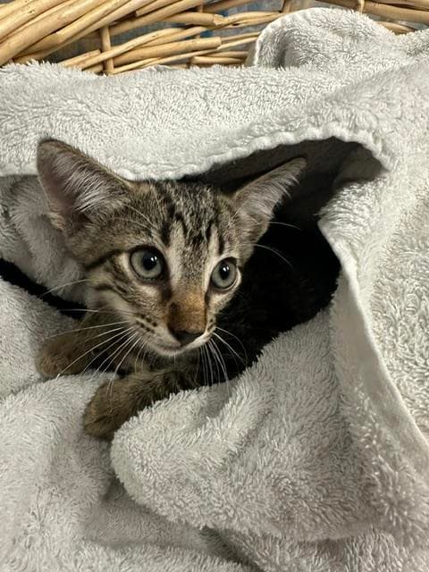 Glenn - Domestic Short Hair