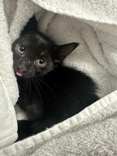 Gwen - Domestic Short Hair