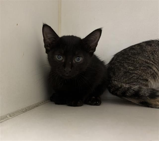 Gwen - Domestic Short Hair