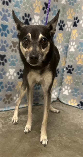 Bucky - Rat Terrier