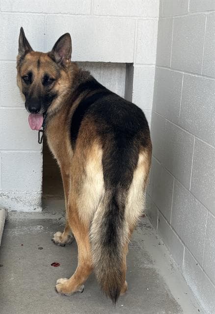 Chase - German Shepherd Dog