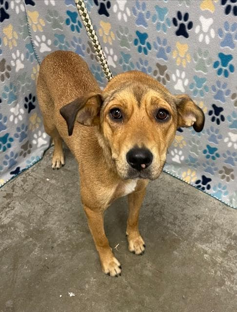 Whisky - Black Mouth Cur