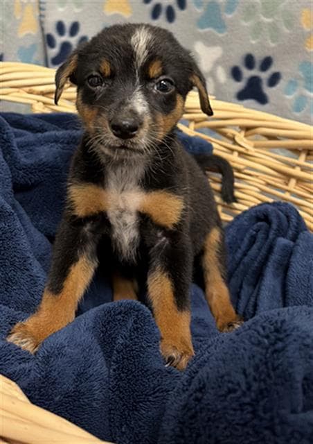 Ram - Australian Shepherd