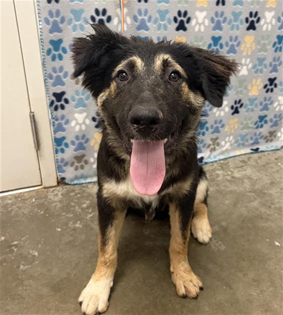 Blake - German Shepherd Dog