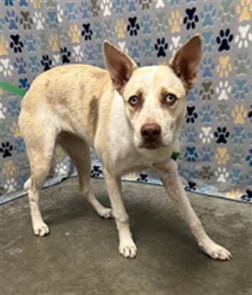Merideth - Carolina Dog