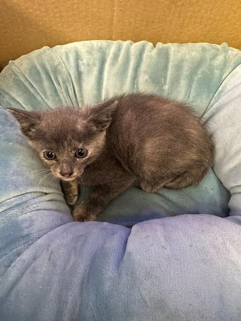Jazmine - Domestic Short Hair