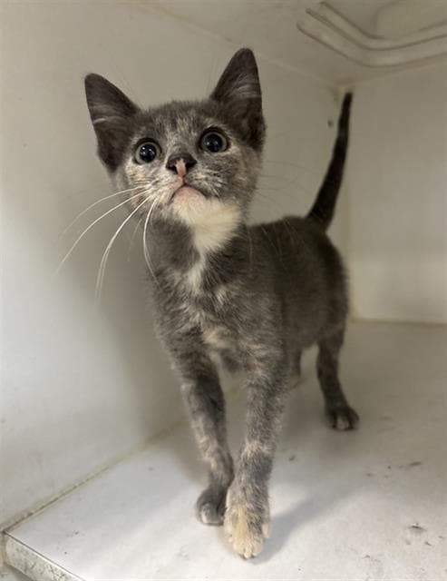Jazmine - Domestic Short Hair