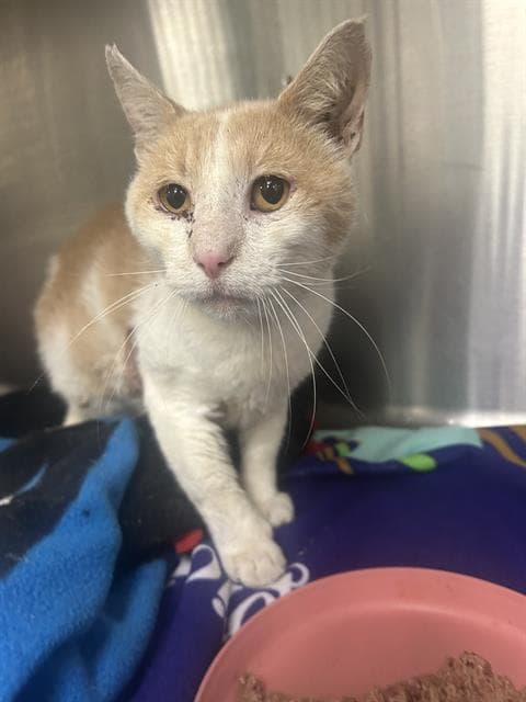 Ferdinand - Domestic Short Hair