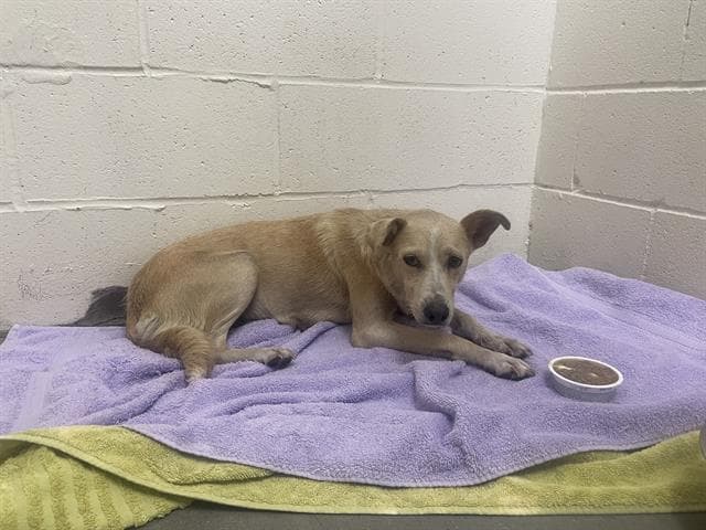 Unknown - Labrador Retriever