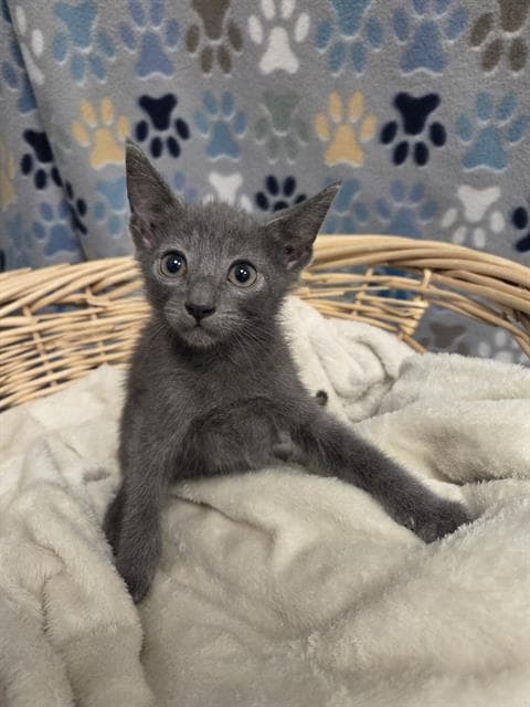 Harris - Domestic Short Hair