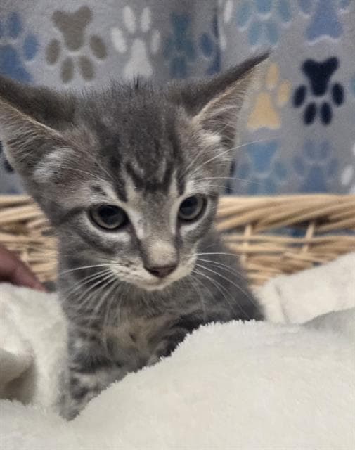 Havoc - Domestic Short Hair