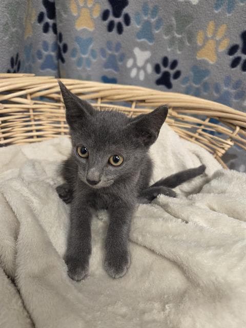 Hughes - Domestic Short Hair