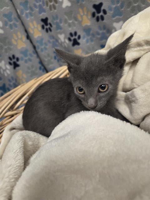 Hudson - Domestic Short Hair