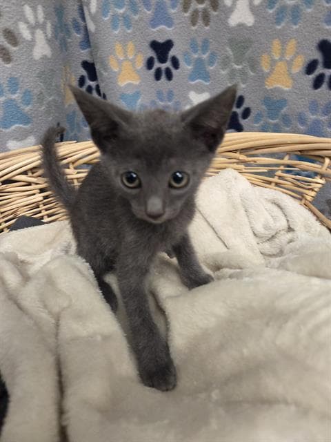 Henry - Domestic Short Hair