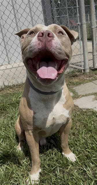 Von Hoenheim - American Staffordshire Terrier