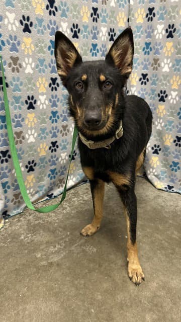 Echo - German Shepherd Dog