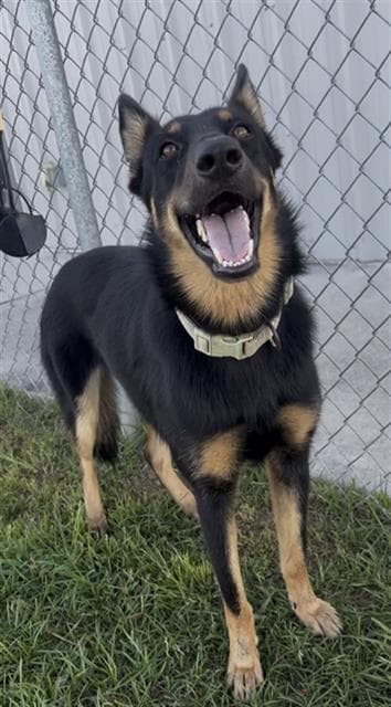 Echo - German Shepherd Dog
