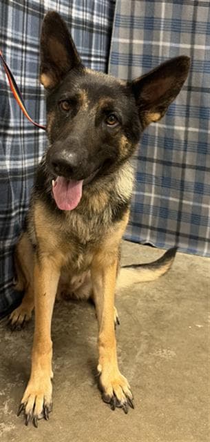 Heidi - German Shepherd Dog