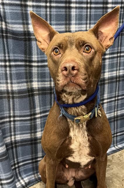 Auburn - Pit Bull Terrier