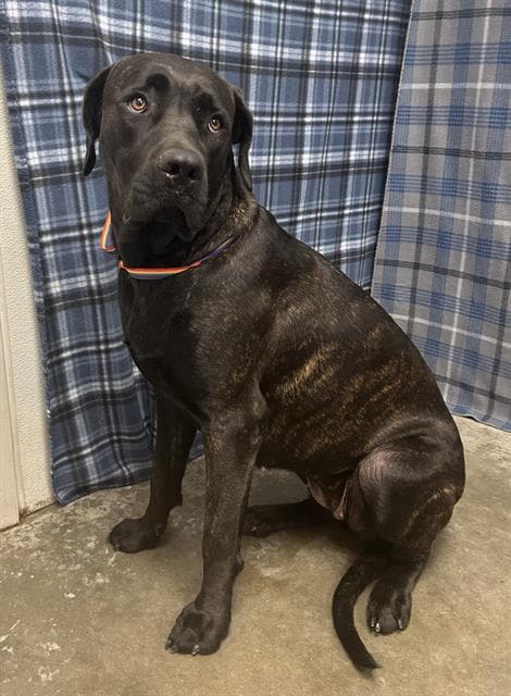 Marley - Cane Corso Mastiff