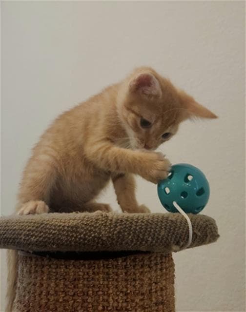 Dewey - Domestic Short Hair
