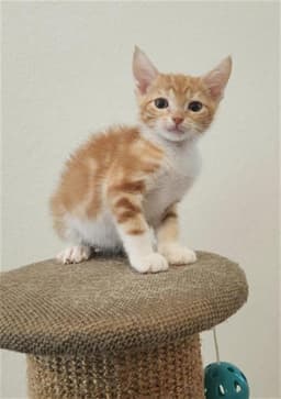 Louie image 1