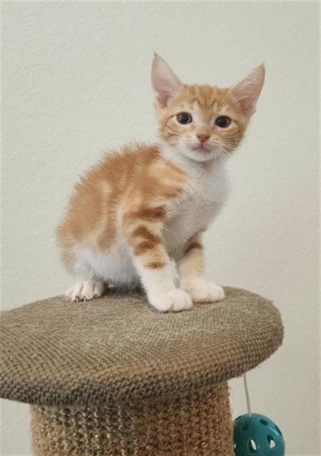Louie - Domestic Short Hair