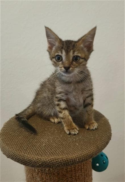 Dot - Domestic Short Hair