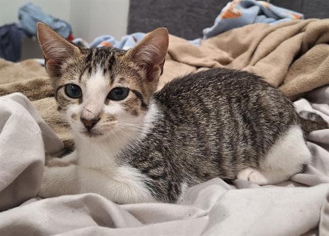 Larry - Domestic Short Hair