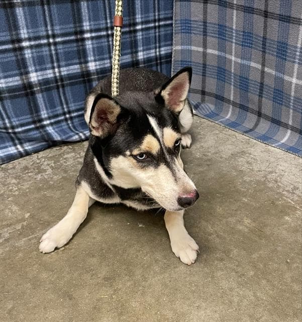 Misha - Husky