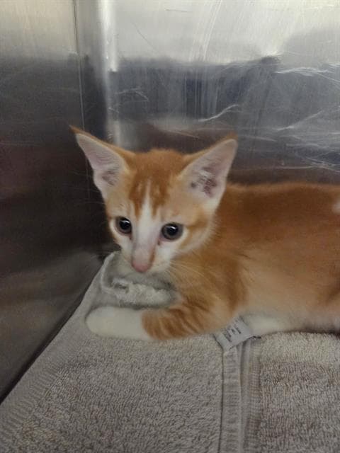 Besta - Domestic Short Hair