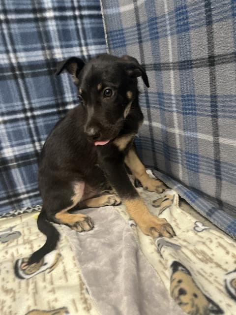 Homer - German Shepherd Dog
