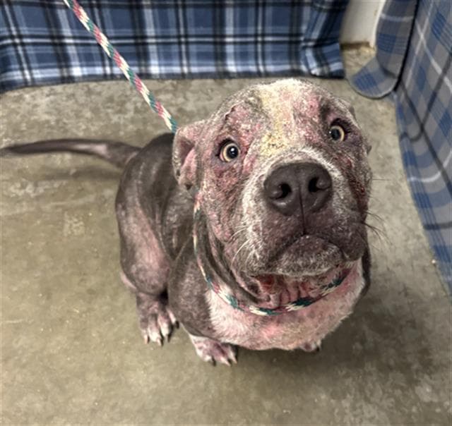 Rango - American Bulldog