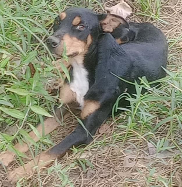 Pippin - Carolina Dog