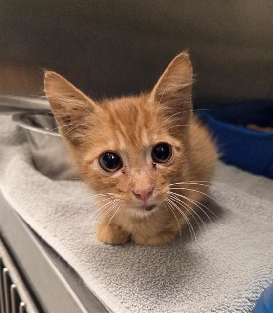 Mcnibbles - Domestic Short Hair
