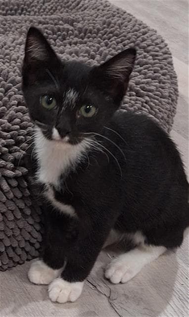 Doug - Domestic Short Hair