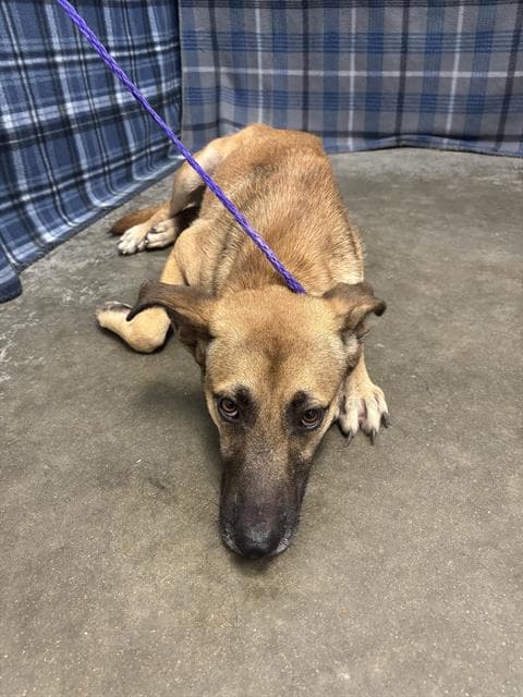 Tempest - German Shepherd Dog