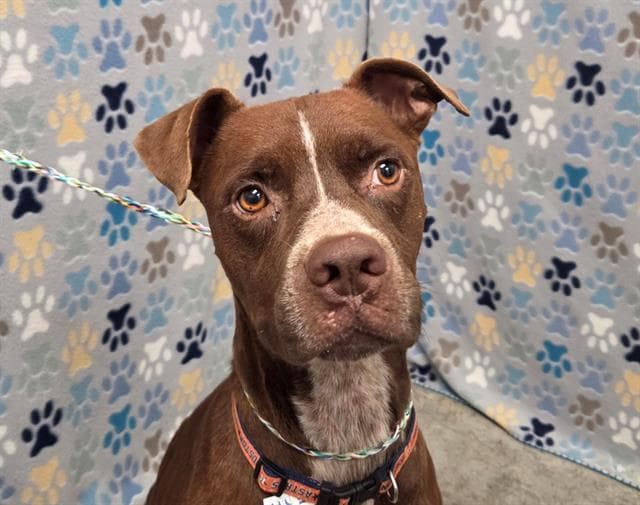 Briggs - Pit Bull Terrier